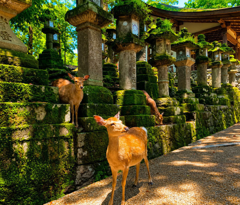 Arashiyama Bamboo Forest & Nara Park Deer & Fushimi Inari Shrine Torii Gate Day Tour (Departing from Osaka/Kyoto) - Who should book this day trip?