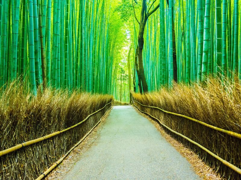 Arashiyama Gourmet Coupon + Randen 1 Day Free Ticket - Who should book this Kyoto combo?