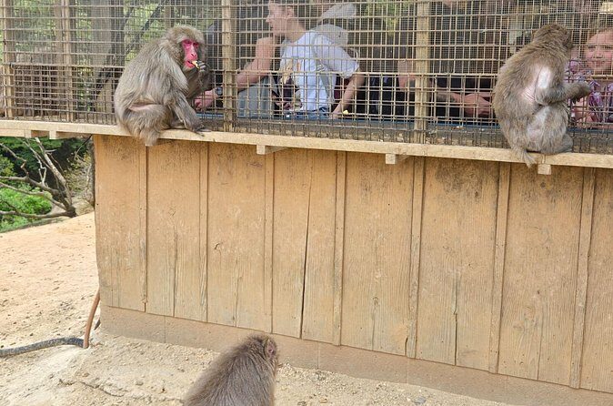 Arashiyama Half Day Tour - Authentic Experiences and Unique Highlights