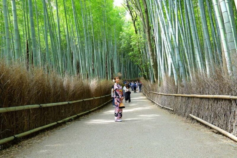 Arashiyama Highlights with Matcha Experience - Who Will Enjoy This Tour?