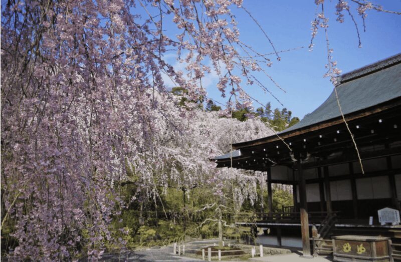 Arashiyama/Tenryu-ji Temple Guided Tour - Authentic Experiences and What Travelers Say