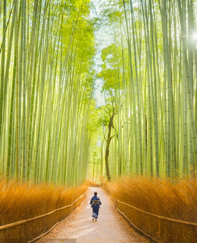 Arashiyama Togetsukyo Bridge & Bamboo Forest Path & Nara Park & Fushimi Inari-taisha Shrine Senbon Torii One-Day Tour (Departing from Osaka) - Nara Park: a close encounter with deer