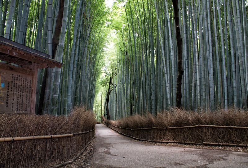 Arashiyama Tour with Optional Sagano Romantic Train Ride - Tenryu-ji’s garden and temple grounds