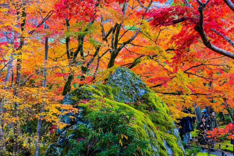 Arashiyama Tour with Optional Sagano Romantic Train Ride - Price, pace and who will like this tour