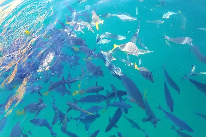 Arch Tour with Amazing Captain in Cabo San Lucas - A Deep Dive into the Cabo San Lucas Arch Tour