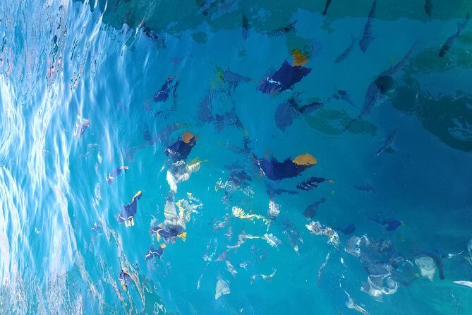 Arch Tour with Amazing Captain in Cabo San Lucas - Who Should Take This Tour?