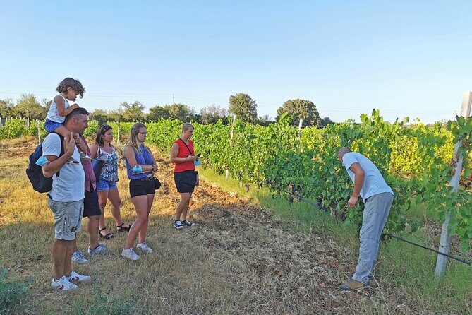Archeology, visit to a vineyard and wine and pecorino cheese tasting - A Rich Taste of Sardinia: Archaeology, Vineyard Visits, and Authentic Flavors