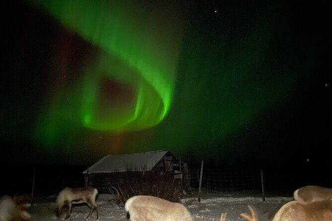 Arctic Adventure with Reindeer and Northern Lights Hunt 18:30 pm - A Unique Arctic Adventure: Reindeer Feeding and Northern Lights Hunt near Kiruna