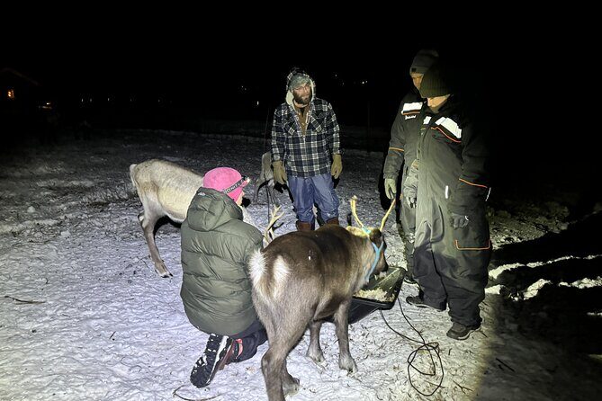 Arctic Adventure with Reindeer and Northern Lights Hunt 18:30 pm - Key Points