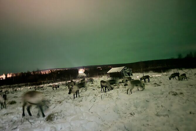 Arctic Adventure with Reindeer and Northern Lights Hunt 18:30 pm - Transportation and Group Size
