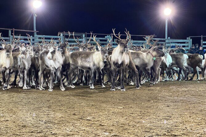Arctic Adventure with Reindeer and Northern Lights Hunt 18:30 pm - The Value of the Experience