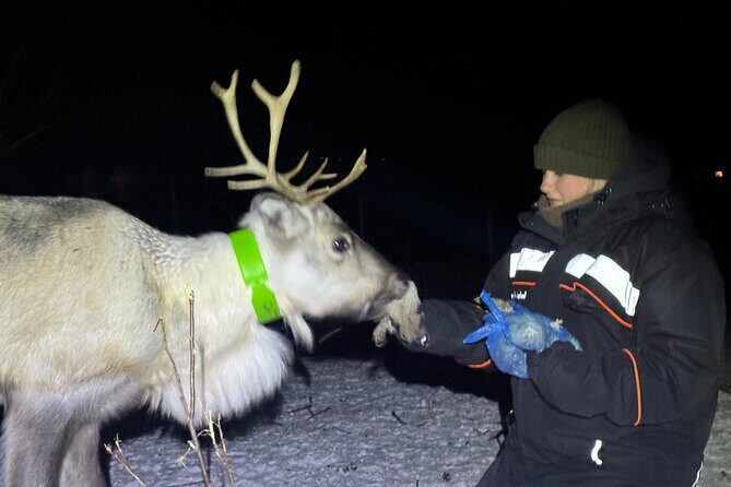 Arctic Adventure with Reindeer and Northern Lights Hunt 18:30 pm - The Sum Up