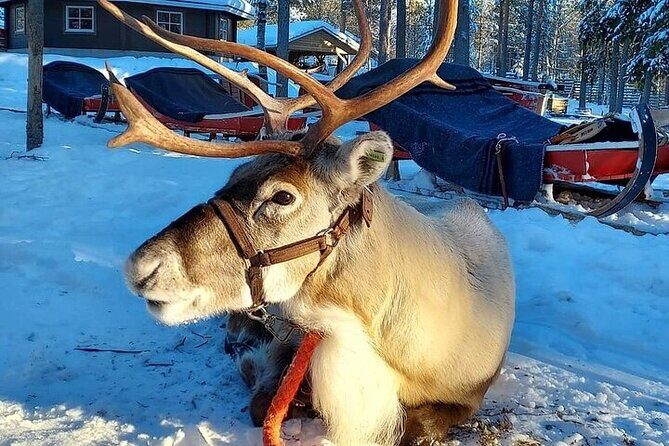 Arctic Animals Adventure with Lunch Buffet - Authentic Encounters and Impressive Guides
