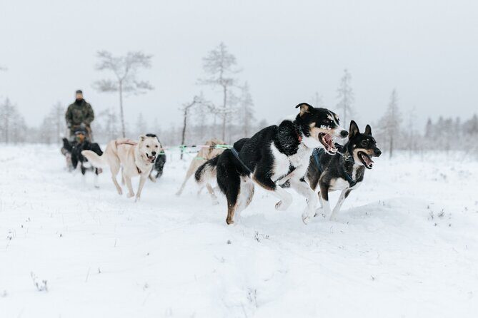 Arctic Animals Adventure with Lunch Buffet - Who Is This Tour Best For?