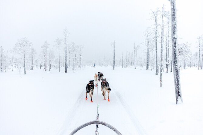 Arctic Animals Adventure with Lunch Buffet - The Sum Up