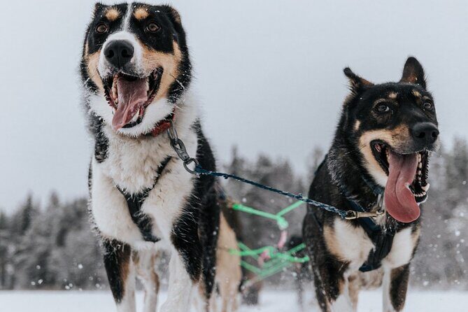 Arctic Animals Adventure with Lunch Buffet - FAQ