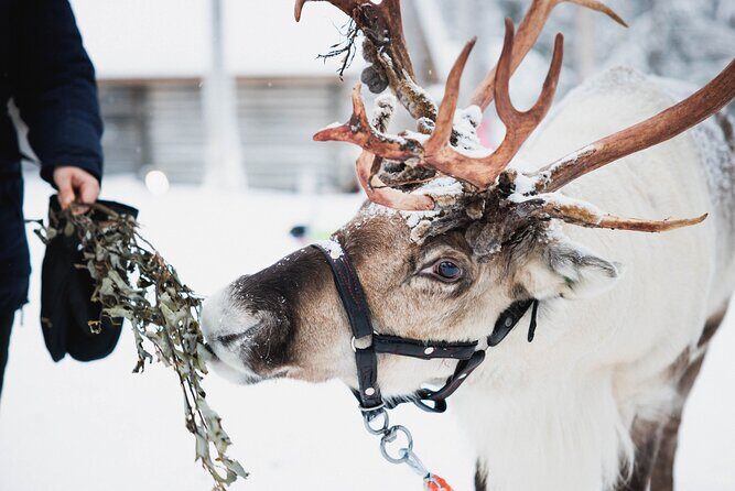 Arctic Circle Highlights Family Day - An In-Depth Look at the Arctic Circle Highlights Family Day