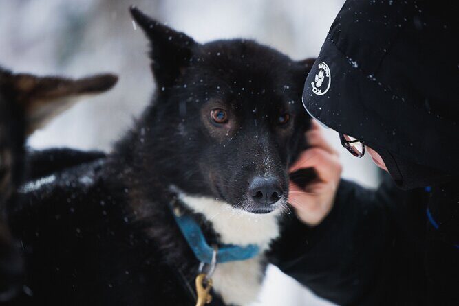 Arctic Circle Highlights Family Day - FAQ