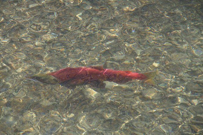 Arctic Day: Kluane National Park Tour | full day - FAQ