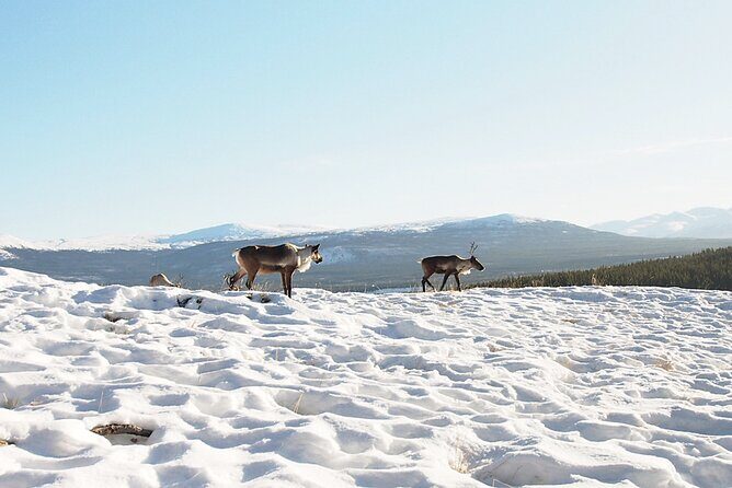 Arctic Day: Yukon Wildlife Half Day Viewing Tour - A Detailed Look at the Yukon Wildlife Half-Day Tour