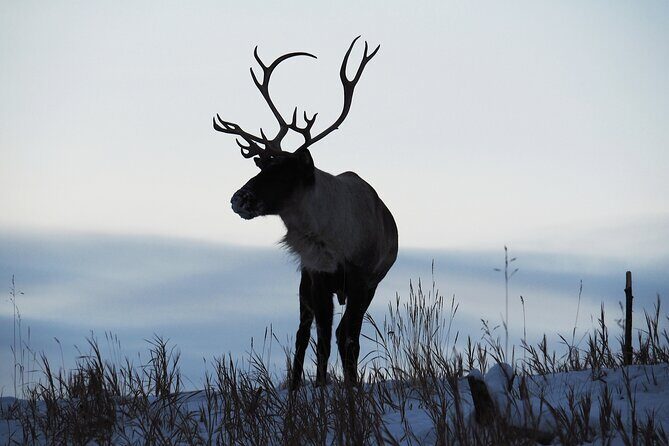 Arctic Day: Yukon Wildlife Half Day Viewing Tour - FAQs