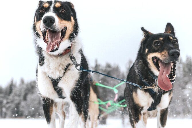 Arctic Huskies and Reindeers Fun in Rovaniemi - Arctic Huskies and Reindeers Fun in Rovaniemi