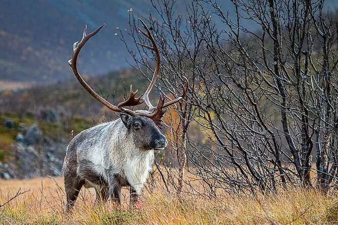 Arctic Nature Tour from Tromsø by minibus - Exploring the Arctic Wilderness: A Practical Breakdown
