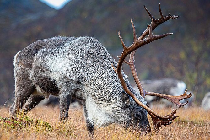 Arctic Nature Tour from Tromsø by minibus - FAQ