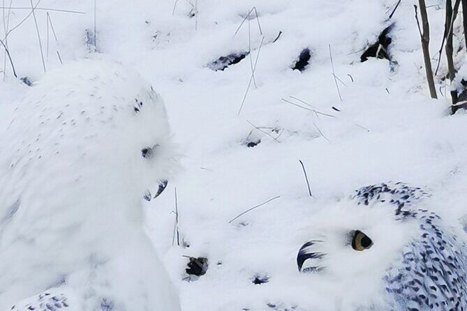 Arctic Polar Bear Adventure Afternoon Trip - Authentic Arctic Experiences & Family-Friendly Fun