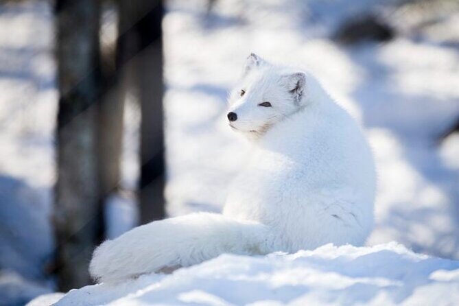 Arctic Polar Bear Adventure Afternoon Trip - The Sum Up: Who Will Enjoy This Tour?