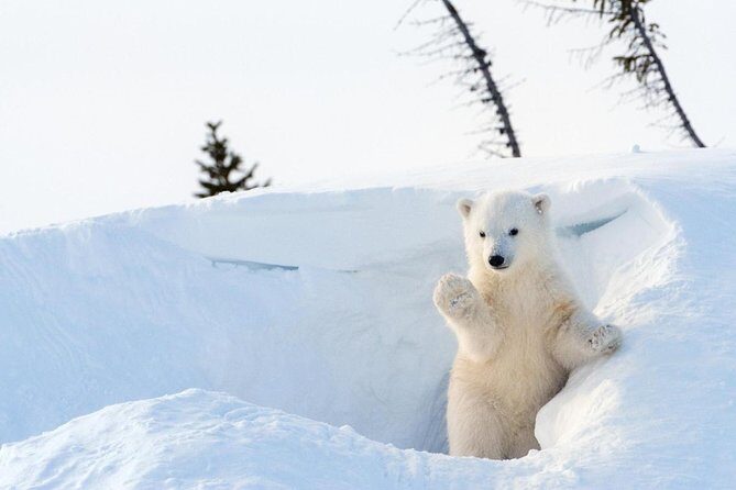 Arctic Polar Bear Adventure with Lunch in Rovaniemi! - Key Points
