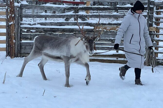 Arctic Reindeer Farm Experience with Snowshoeing in the Wild - Taking in Lapland’s Genuine Wilderness