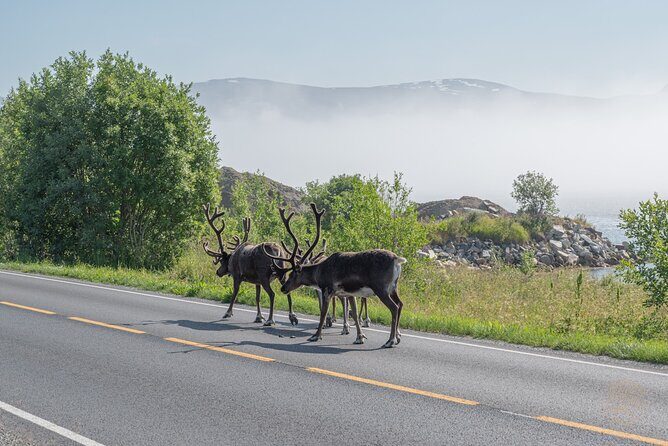 Arctic Roadtrip: fjords with scenic picnic | Private - FAQ