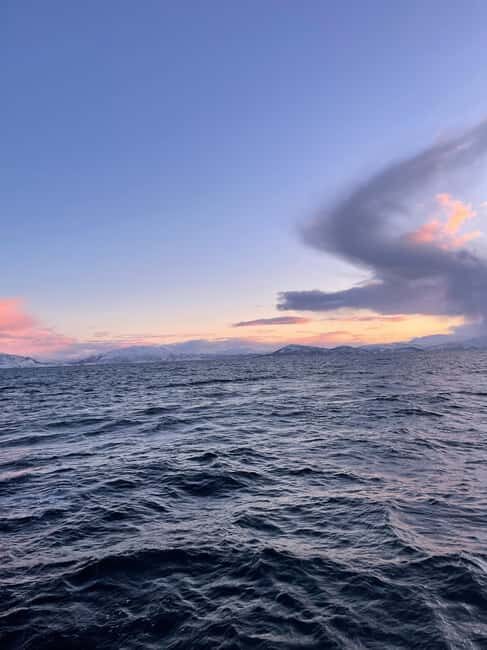 Arctic Whale Watching: Tromsø to Skjervøy in Comfort - Starting Out: From Tromsø to Skjervøy