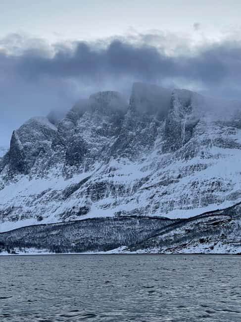 Arctic Whale Watching: Tromsø to Skjervøy in Comfort - The Wildlife: Seeing the Giants of the Sea