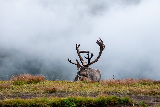 Arctic Wildlife and Fjord Sightseeing - Arctic Wildlife and Fjord Sightseeing: A Deep Dive into Norway’s Natural Wonders