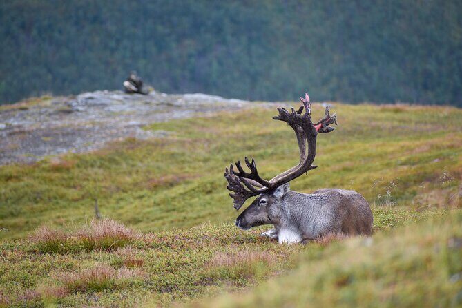 Arctic Wildlife and Fjord Sightseeing - Key Points