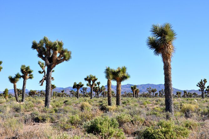 Area 51 Day Tour from Las Vegas with Alien and UFO Hotspots - The Sum Up