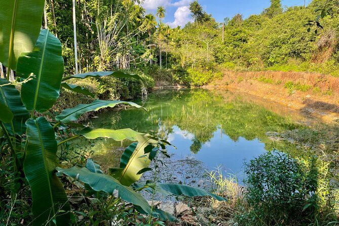 Areca Plantation Walk & Heritage Home visit at Areca County - Areca Plantation Walk & Heritage Home Visit at Areca County: A Genuine Taste of Karnatakas Rural Charm