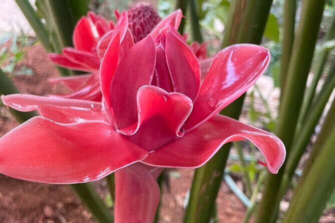 Areca Plantation Walk & Heritage Home visit at Areca County - In-Depth Breakdown of the Itinerary