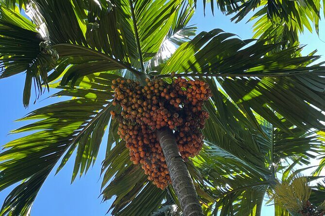 Areca Plantation Walk & Heritage Home visit at Areca County - Authenticity and Value