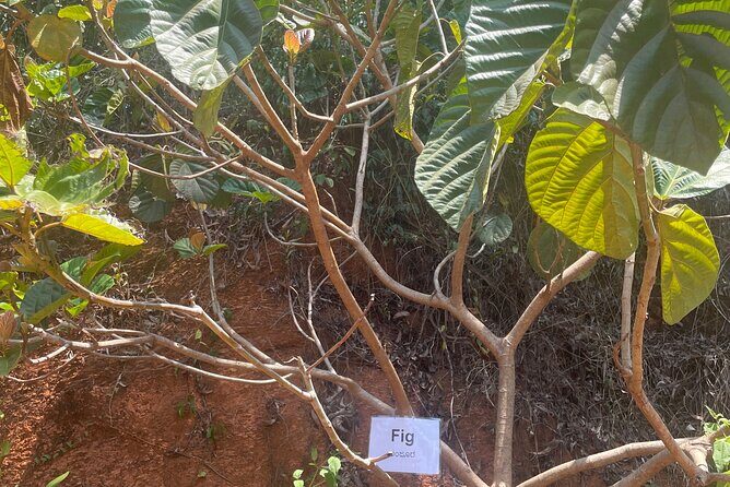 Areca Plantation Walk & Heritage Home visit at Areca County - Final Thoughts