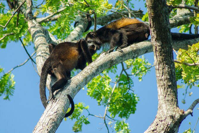 ARENAL FUSION ADVENTURE (2):Safari Float, Waterfall, Lunch & Hike - FAQ