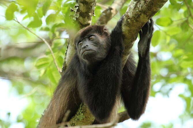 Arenal Hanging Bridges From Arenal - Frequently Asked Questions