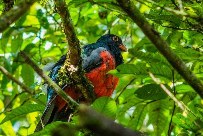 Arenal Hanging Bridges from La Fortuna - Who Should Consider This Tour?