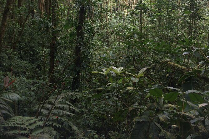 Arenal Hanging Bridges with Hotsprings, Lunch and Dinner - FAQ