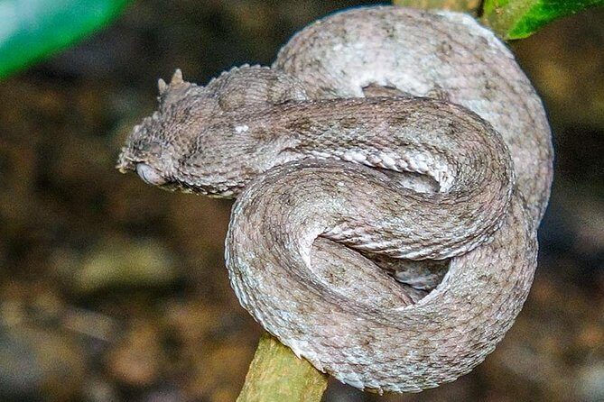 Arenal Hanging Bridges with Professional Guide - In-Depth Review: Exploring the Arenal Hanging Bridges