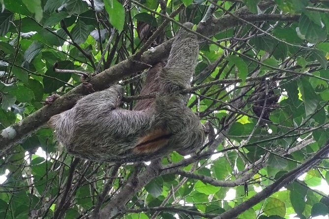 Arenal Hanging Bridges with Professional Guide - The Sum Up: Why This Tour Delivers Value
