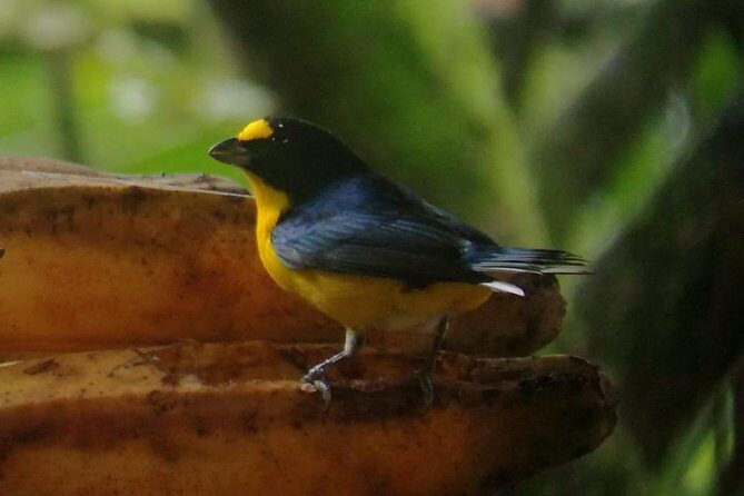 Arenal Night Walk - Snakes, Frogs & Wildlife - In-Depth Review