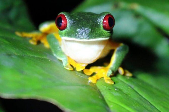 Arenal Oasis Night Walk from Arenal - An In-Depth Look at the Arenal Oasis Night Walk